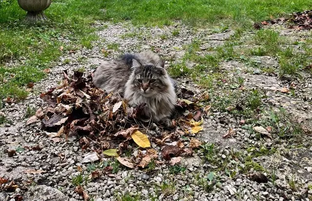 chat lost   78670 Villennes-sur-Seine Max