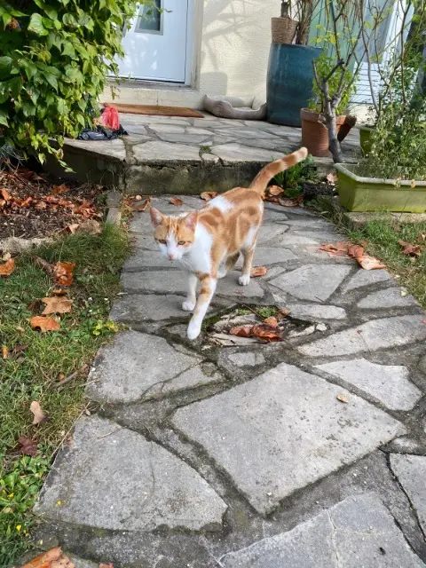 chat lost   78500 Sartrouville Merlin