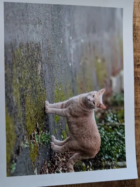 chat lost   78800 Houilles Michel