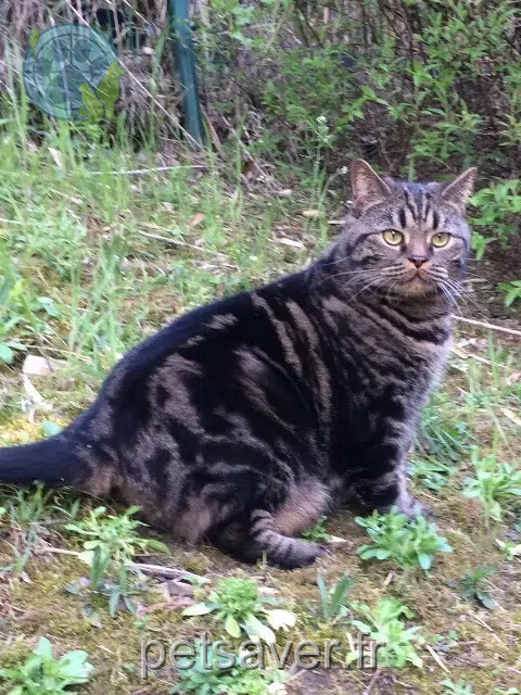 Kater vermisst 78470 Saint-Rémy-lès-Chevreuse Milou Kater lost 78470 Saint-Rémy-lès-Chevreuse Milou