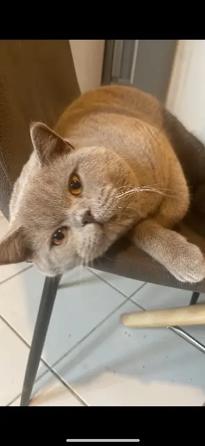 chat lost   78320 La Verrière Milouch