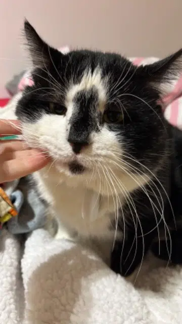 chat lost   78640 Neauphle-le-Château Mimi