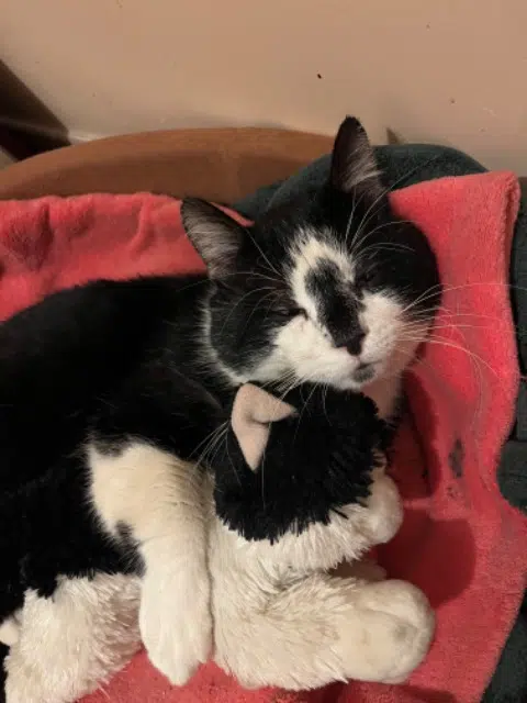 chat lost   78640 Neauphle-le-Château Mimi