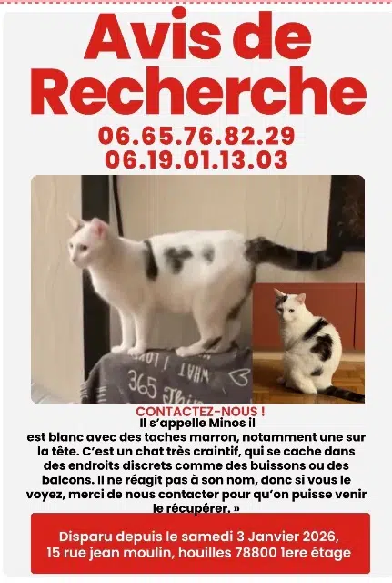 cat lost 78800 Houilles Mimos cat lost 78800 Houilles Mimos