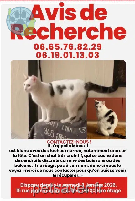 gato perdido 78800 Houilles Mimos gato lost 78800 Houilles Mimos