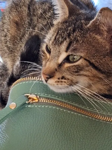 chat lost   78300 Poissy Minet