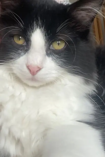 chat lost   78260 Achères Minou