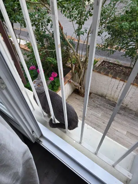 chat lost    Saint-Germain-en-Laye Mirou