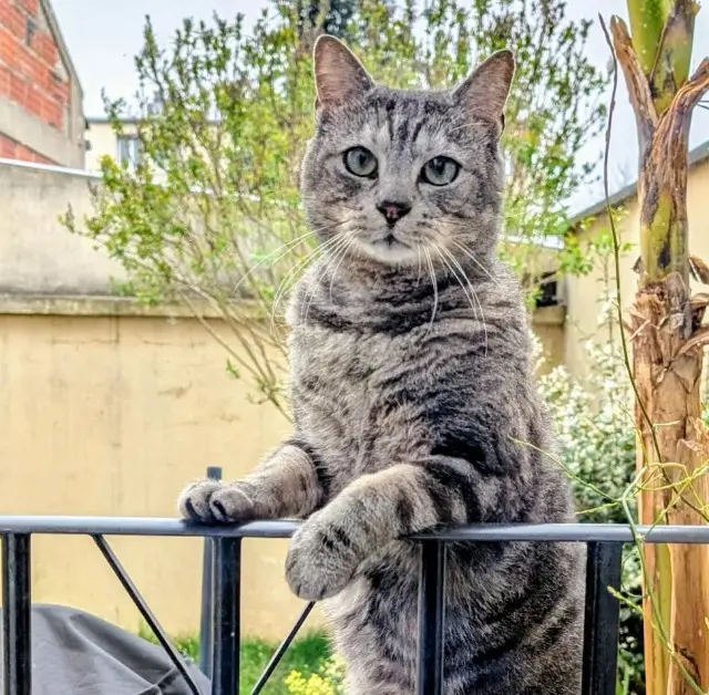 chat lost   78955 Carrières-sous-Poissy Mistigri