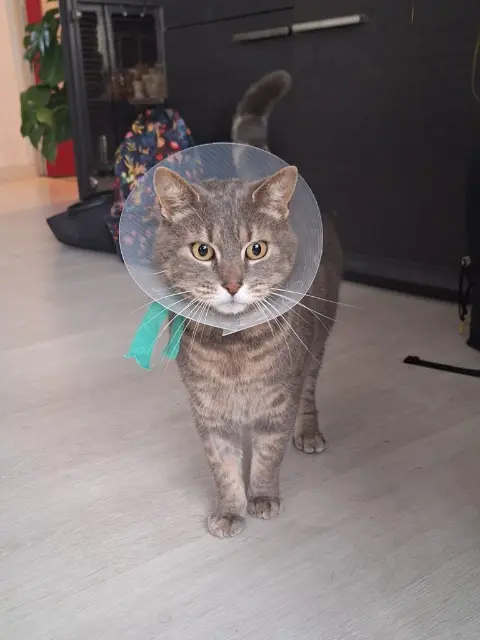 chat lost   78210 Saint-Cyr-l'École Mistigri