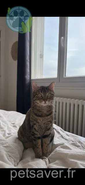 chat lost 78550 Richebourg Miya