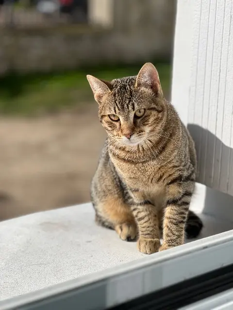 chat lost   78200 Mantes-la-Jolie Mocca