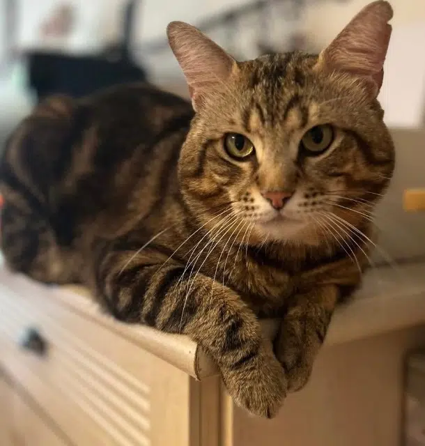 chat lost   78380 Bougival Monsieurm