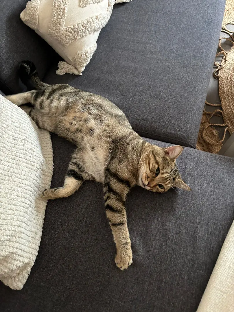 Chat Perdu 78 Yvelines - Moumou Chat Perdu 78 Yvelines - Moumou
