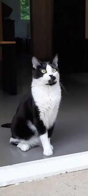 chat lost   78910 Béhoust Moustique