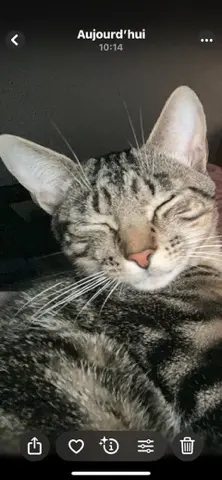 chat lost   78800 Houilles Mowgli