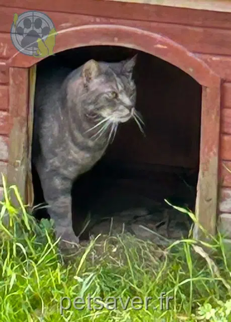 cat lost 78800 Houilles Mowgli