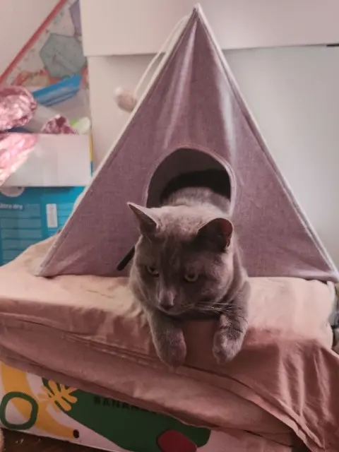 chat lost   78400 Chatou Mushu