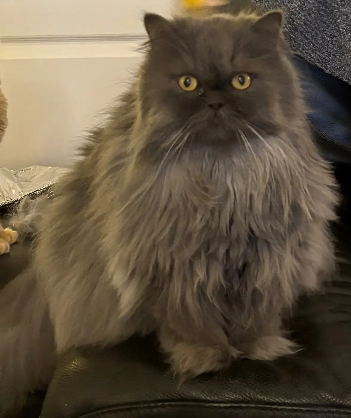 gato perdido 18 Rue de la Cour aux Huans 78200 Boissy-Mauvoisin gato lost 18 Rue de la Cour aux Huans 78200 Boissy-Mauvoisin