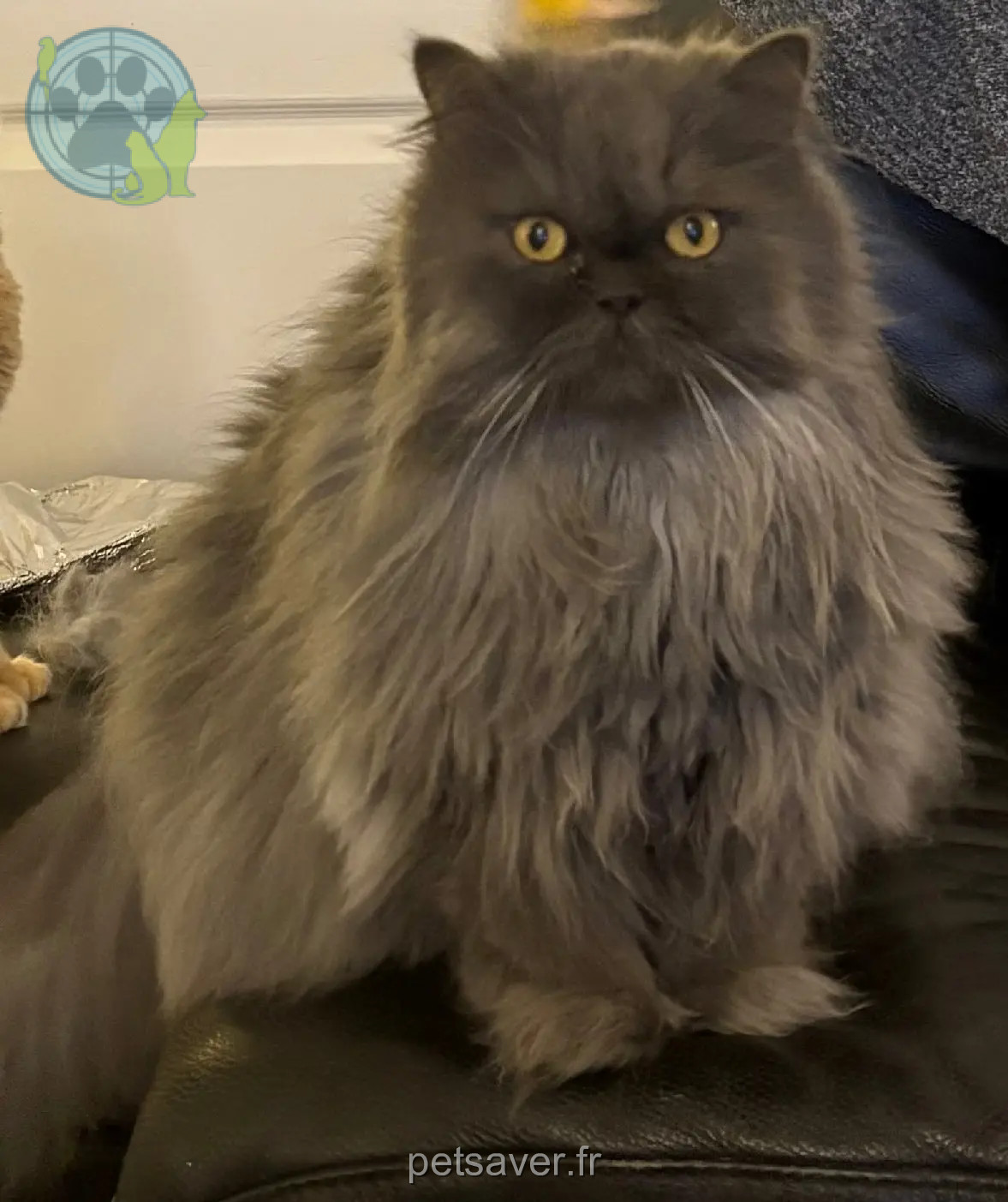 gatto perso 18 Rue de la Cour aux Huans 78200 Boissy-Mauvoisin gatto lost 18 Rue de la Cour aux Huans 78200 Boissy-Mauvoisin