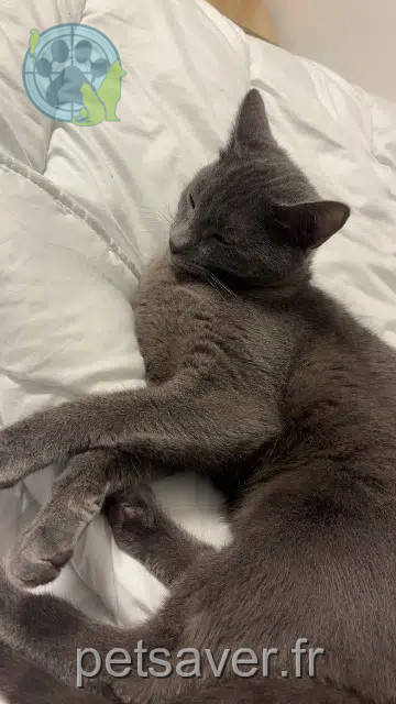 chat lost   78680 Épône Nala