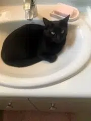 chat lost   78960 Voisins-le-Bretonneux Nami