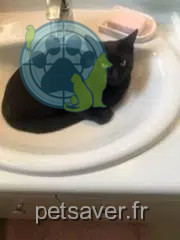 Kater vermisst 78960 Voisins-le-Bretonneux Nami Kater lost 78960 Voisins-le-Bretonneux Nami