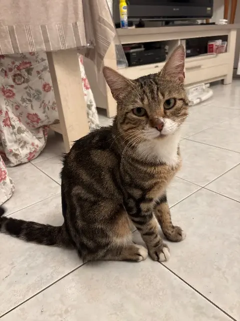 chat lost   78310 Coignières Narnia