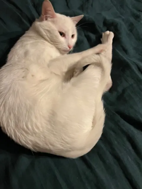 chat lost   78510 Triel-sur-Seine Neige