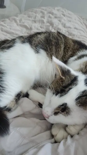 chat lost   78310 Maurepas Neji