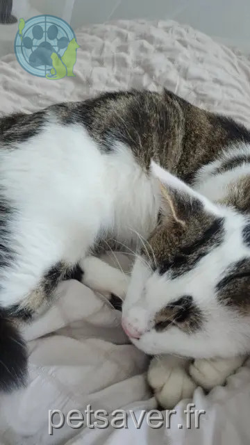 gato perdido 78310 Maurepas Neji gato lost 78310 Maurepas Neji