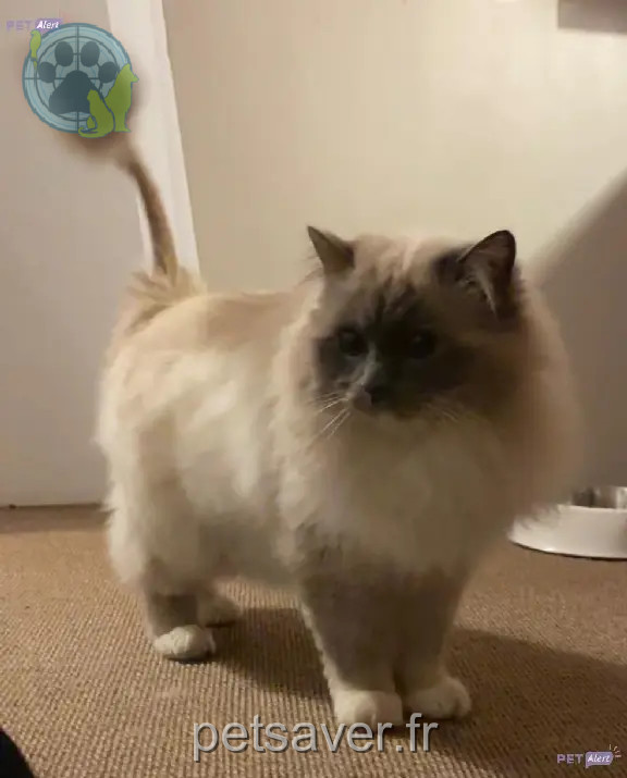 Chat Perdu 78 Yvelines - Neo Chat Perdu 78 Yvelines - Neo