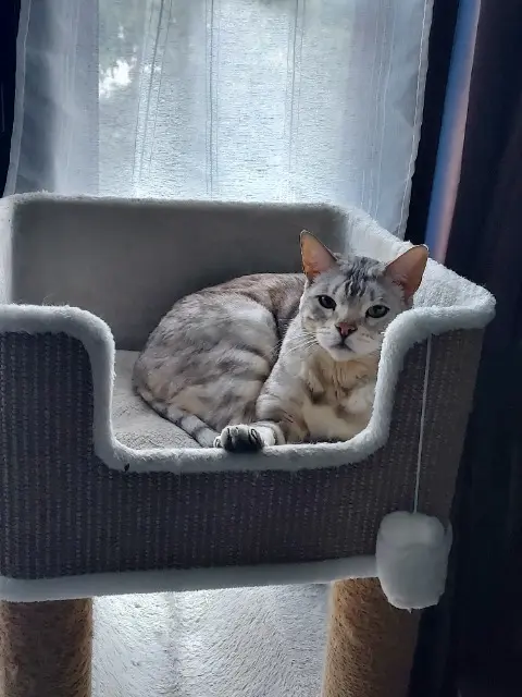 chat lost   78700 Conflans-Sainte-Honorine Neptune