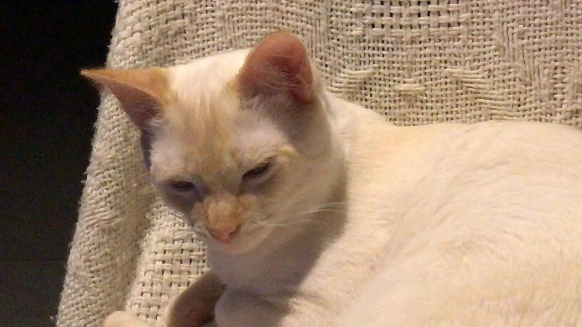 Chat Perdu 78 Yvelines - Nuage Chat Perdu 78 Yvelines - Nuage