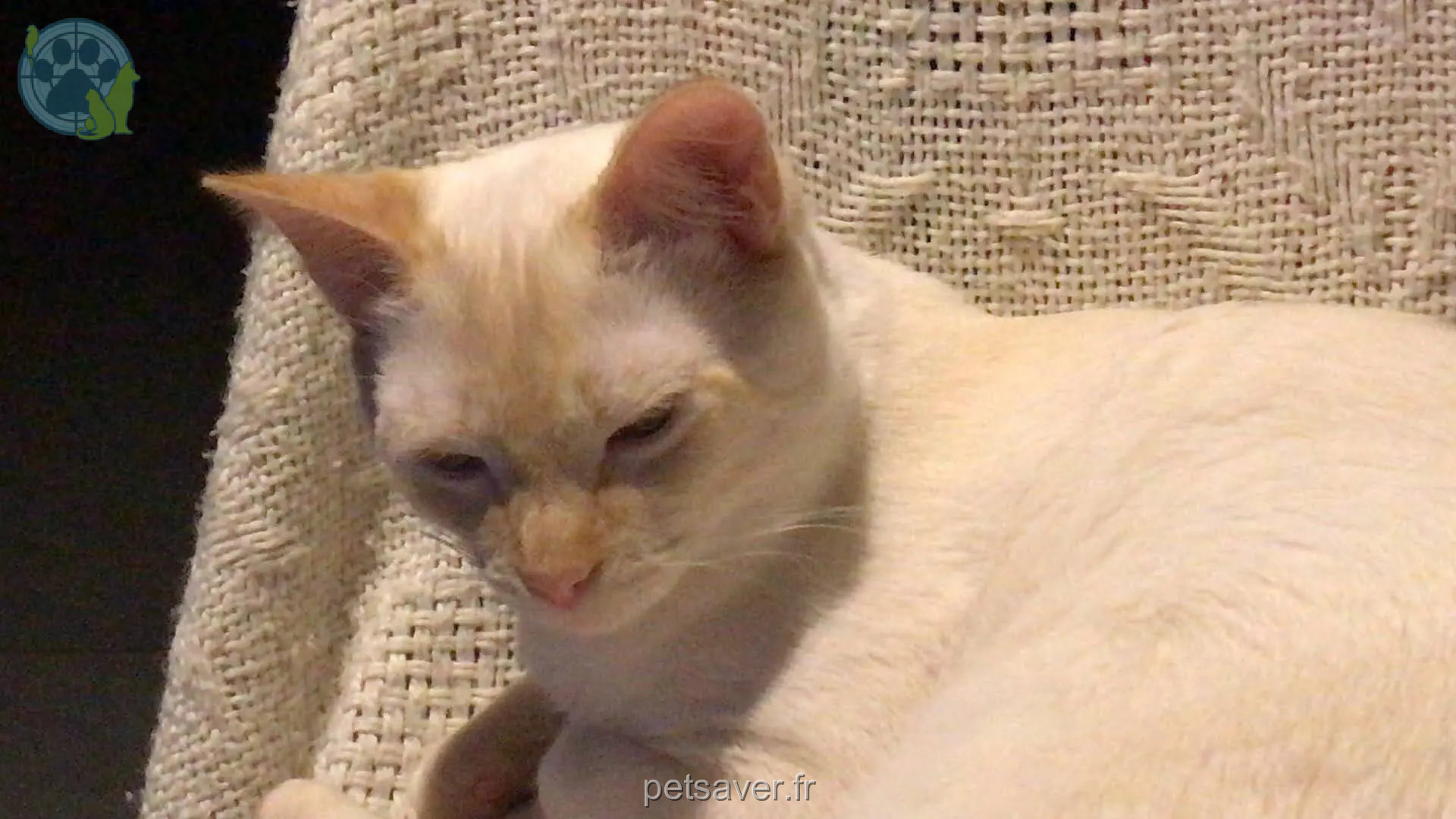 Chat Perdu 78 Yvelines - Nuage Chat Perdu 78 Yvelines - Nuage