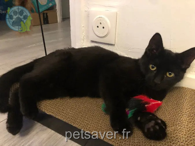 Kater vermisst Rue du Vexin 78250 Hardricourt Onyx Kater lost Rue du Vexin 78250 Hardricourt Onyx
