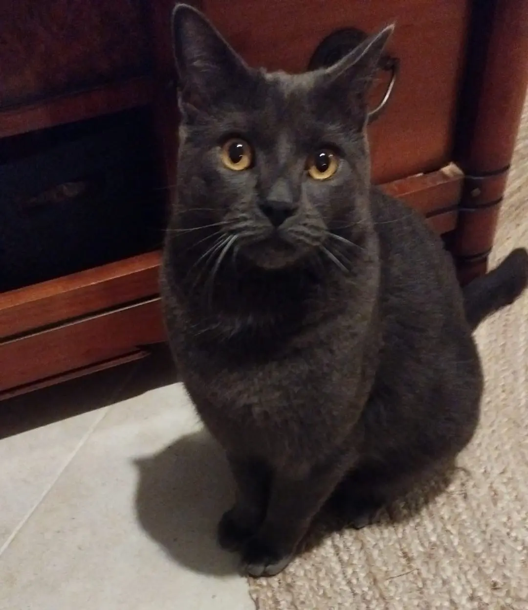 Chat Perdu 78 Yvelines - Onyx Chat Perdu 78 Yvelines - Onyx