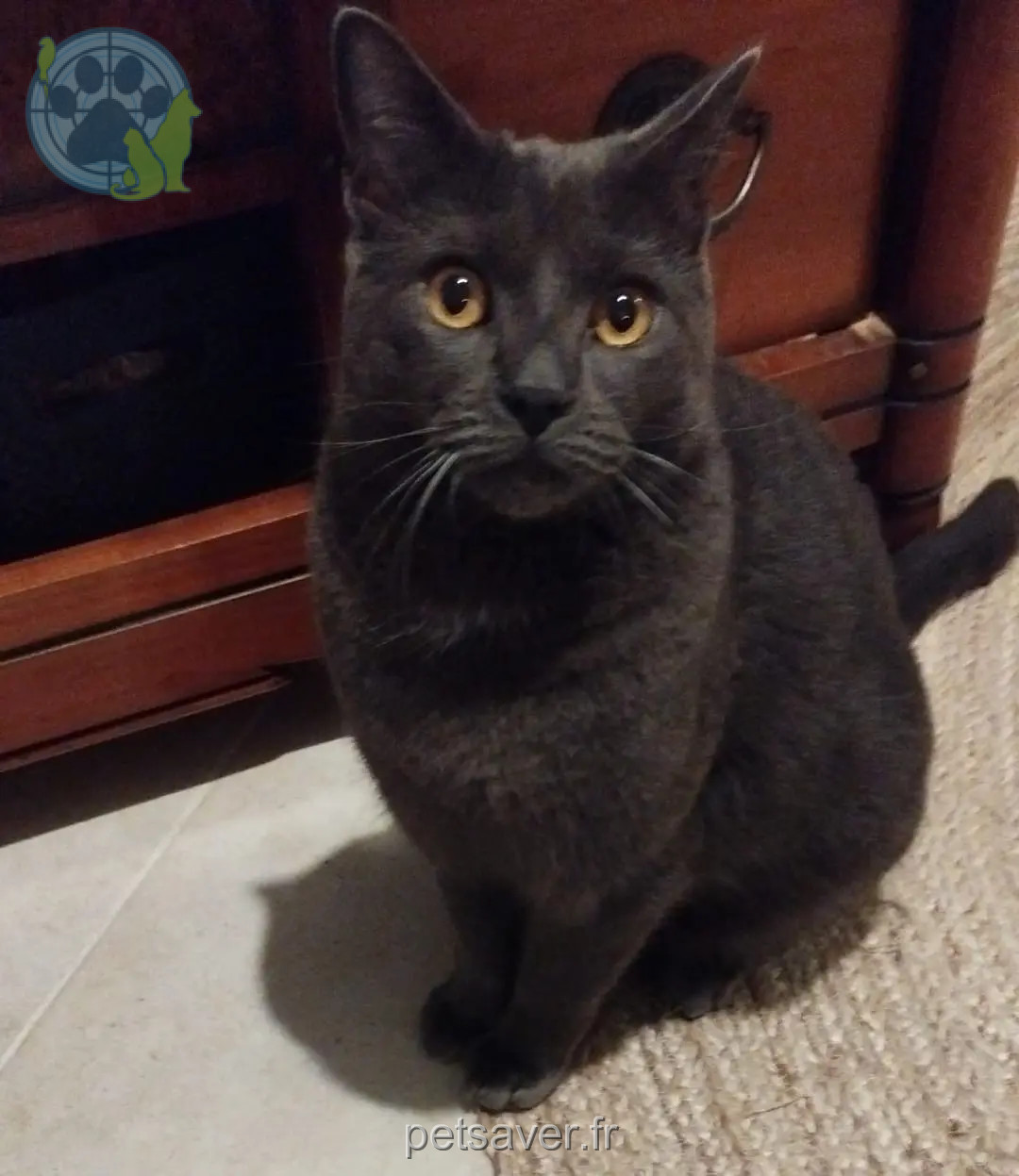 Chat Perdu 78 Yvelines - Onyx Chat Perdu 78 Yvelines - Onyx