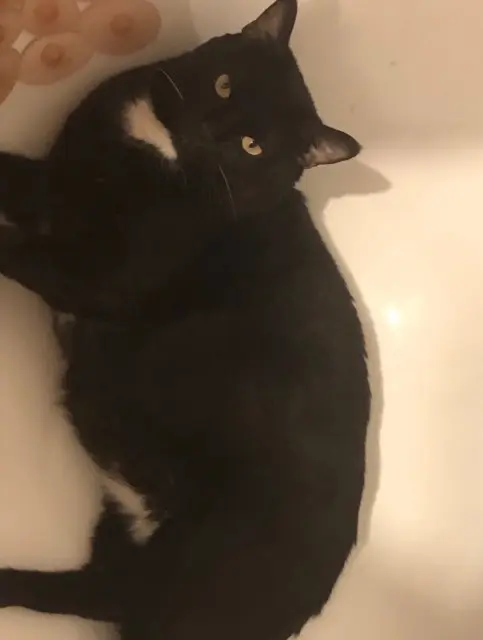 chat lost    Saint-Germain-en-Laye Oreo