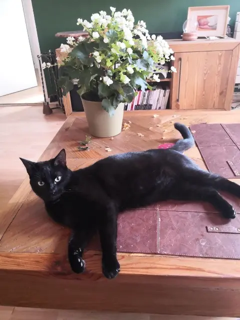 gato perdido 78310 Maurepas Oreo gato lost 78310 Maurepas Oreo