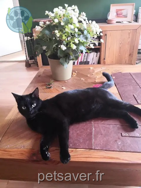 gatto perso 78310 Maurepas Oreo gatto lost 78310 Maurepas Oreo