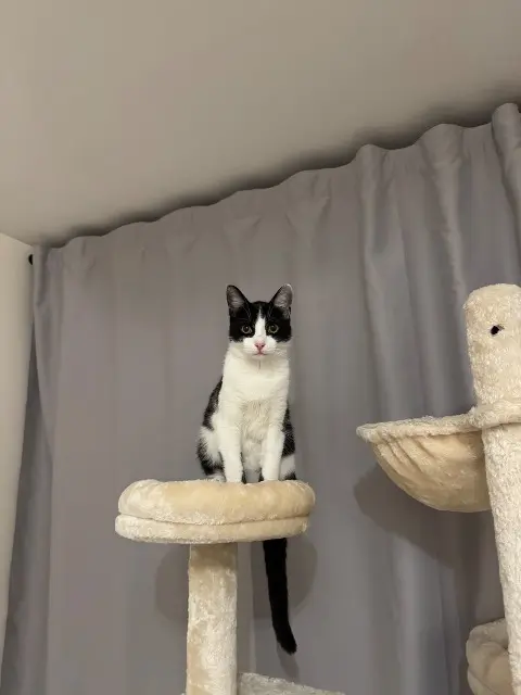 chat perdu 78500 Sartrouville oreo chat lost 78500 Sartrouville oreo