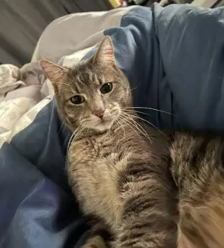 chat lost   78170 La Celle-Saint-Cloud Orion
