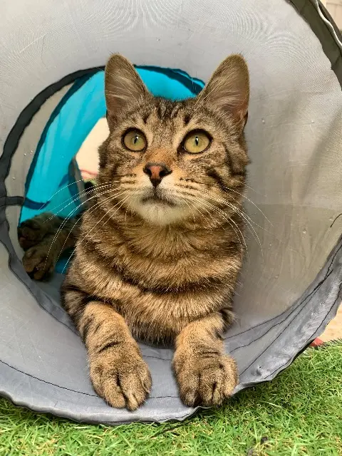chat lost   78800 Houilles Oscars
