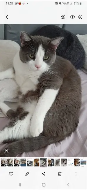 chat lost   78980 Bréval Oslow