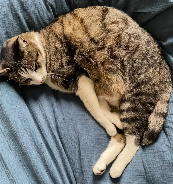 chat lost    Saint-Germain-en-Laye Paddington