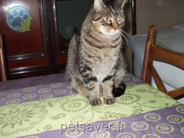 chat lost   78490 Le Tremblay-sur-Mauldre Pepper