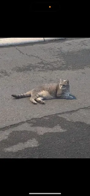 chat lost   78360 Montesson Petit chou