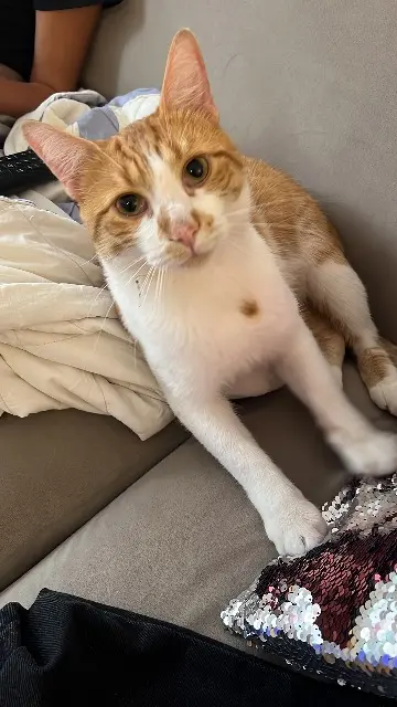 chat lost   78170 La Celle-Saint-Cloud Picatchu