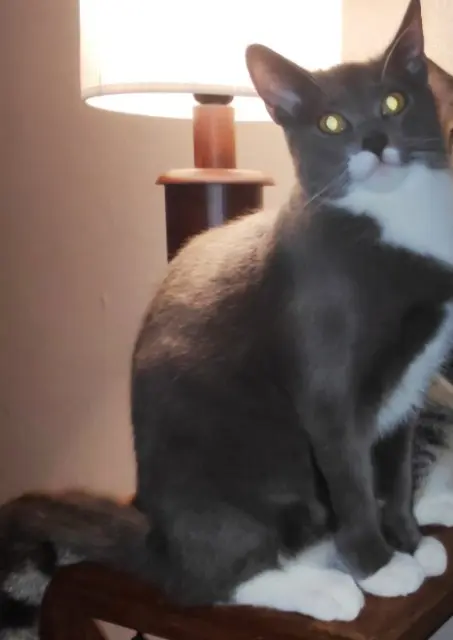 Kater vermisst 78150 Le Chesnay-Rocquencourt Piloo Kater lost 78150 Le Chesnay-Rocquencourt Piloo